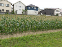 IMGP0468