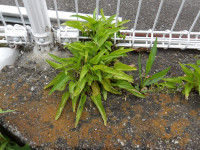 IMGP0477
