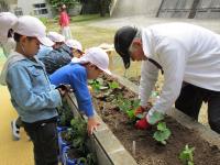 上手に植えてるよ 上手に植えてるよ